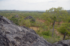 Brachychiton australis