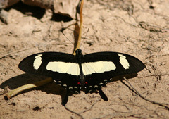 Heraclides torquatus