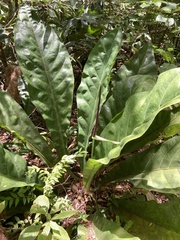Anthurium crenatum