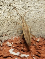 Stenodema trispinosum