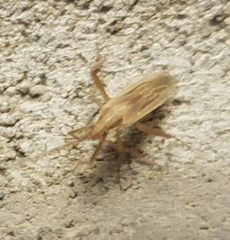 Stenodema trispinosum