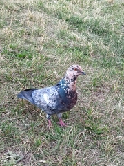Columba livia domestica