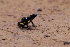 Brazil-Nut Poison Frog photo 2