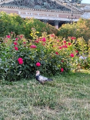 Columba livia domestica