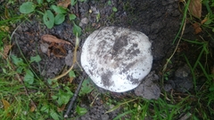Agaricus bitorquis