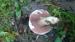 Agaricus bitorquis
