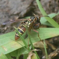 Polistes quadricingulatus