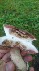 Agaricus bitorquis