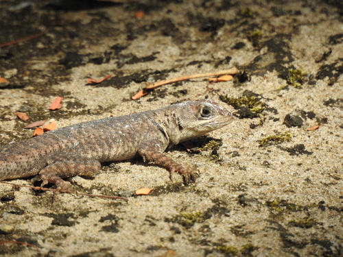 Tropidurus chromatops