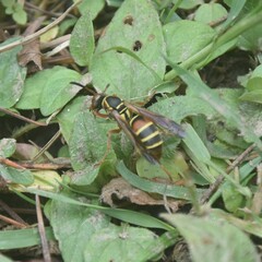 Polistes quadricingulatus