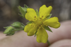 Potentilla crinita