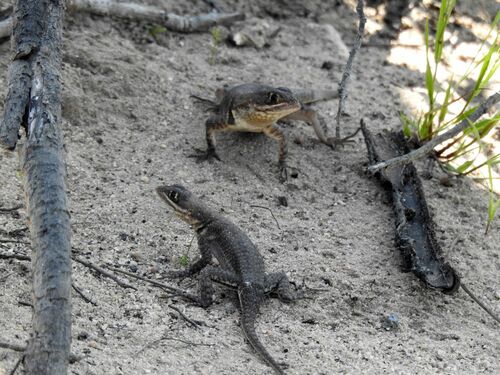 Tropidurus chromatops