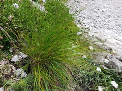 Juncus jacquinii
