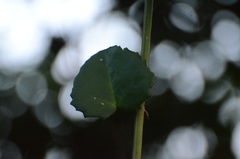 Cissus rotundifolia