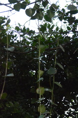 Cissus rotundifolia