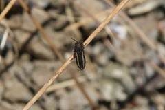 Anambodera