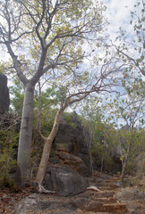 Gyrocarpus americanus sphenopterus