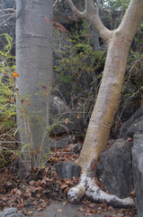 Gyrocarpus americanus sphenopterus