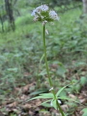 Valeriana capitata