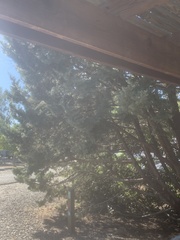 Juniperus occidentalis