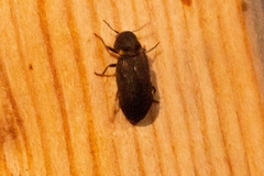 Hadrobregmus pertinax