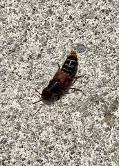 Platydracus immaculatus