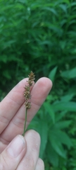 Carex aggregata