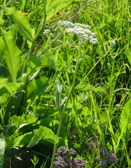 Parthenium integrifolium