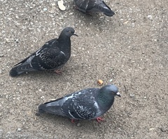 Columba livia domestica