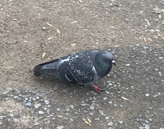 Columba livia domestica