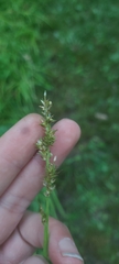 Carex conjuncta