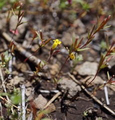 Erythranthe pulsiferae