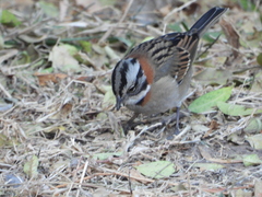 Zonotrichia capensis