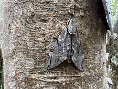 Psilogramma discistriga