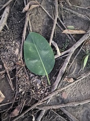 Ficus elastica