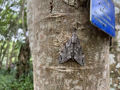 Psilogramma discistriga