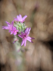 Epilobium densiflorum