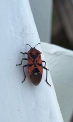 Spilostethus pandurus