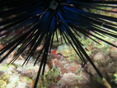 Calcinus californiensis