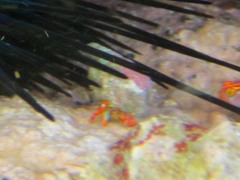 Calcinus californiensis