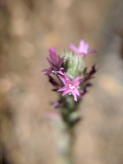 Epilobium densiflorum