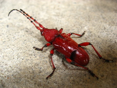 Dicelosternus corallinus