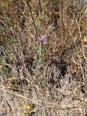 Epilobium densiflorum