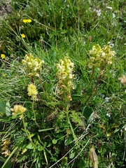Pedicularis elongata