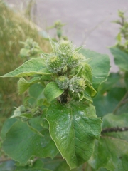 Arctium