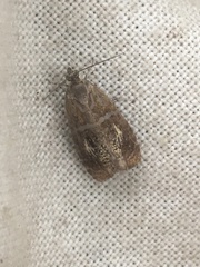 Olethreutes arcuella