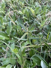 Saussurea angustifolia