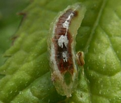 Episyrphus balteatus