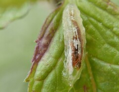 Episyrphus balteatus