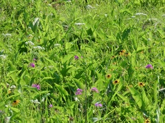 Parthenium integrifolium